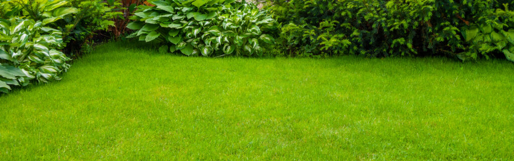 This image shows a well-maintained green lawn bordered by lush, leafy plants and shrubs. A tranquil, neatly landscaped garden without any visible people.