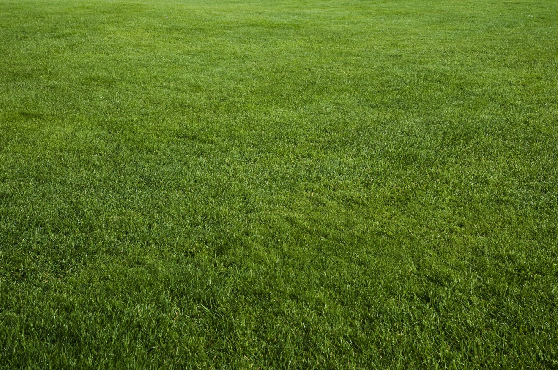 This image shows a vast expanse of lush, green grass covering the ground uniformly, with no visible interruptions or objects in the field.