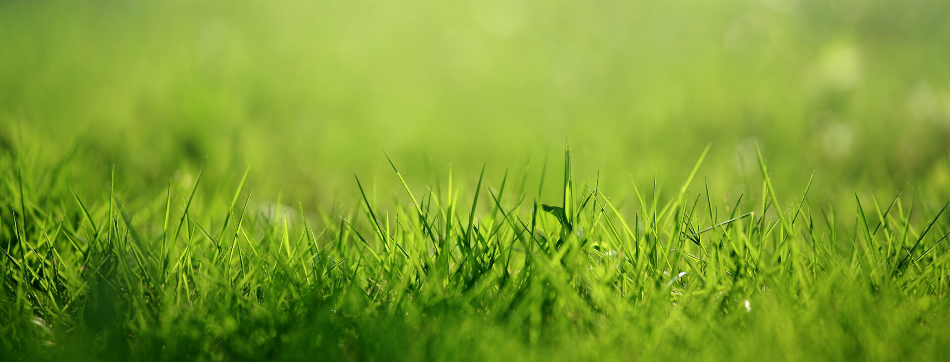 Lush green grass close-up with a shallow depth of field and a blurred background, bathed in soft sunlight, conveying a sense of freshness.