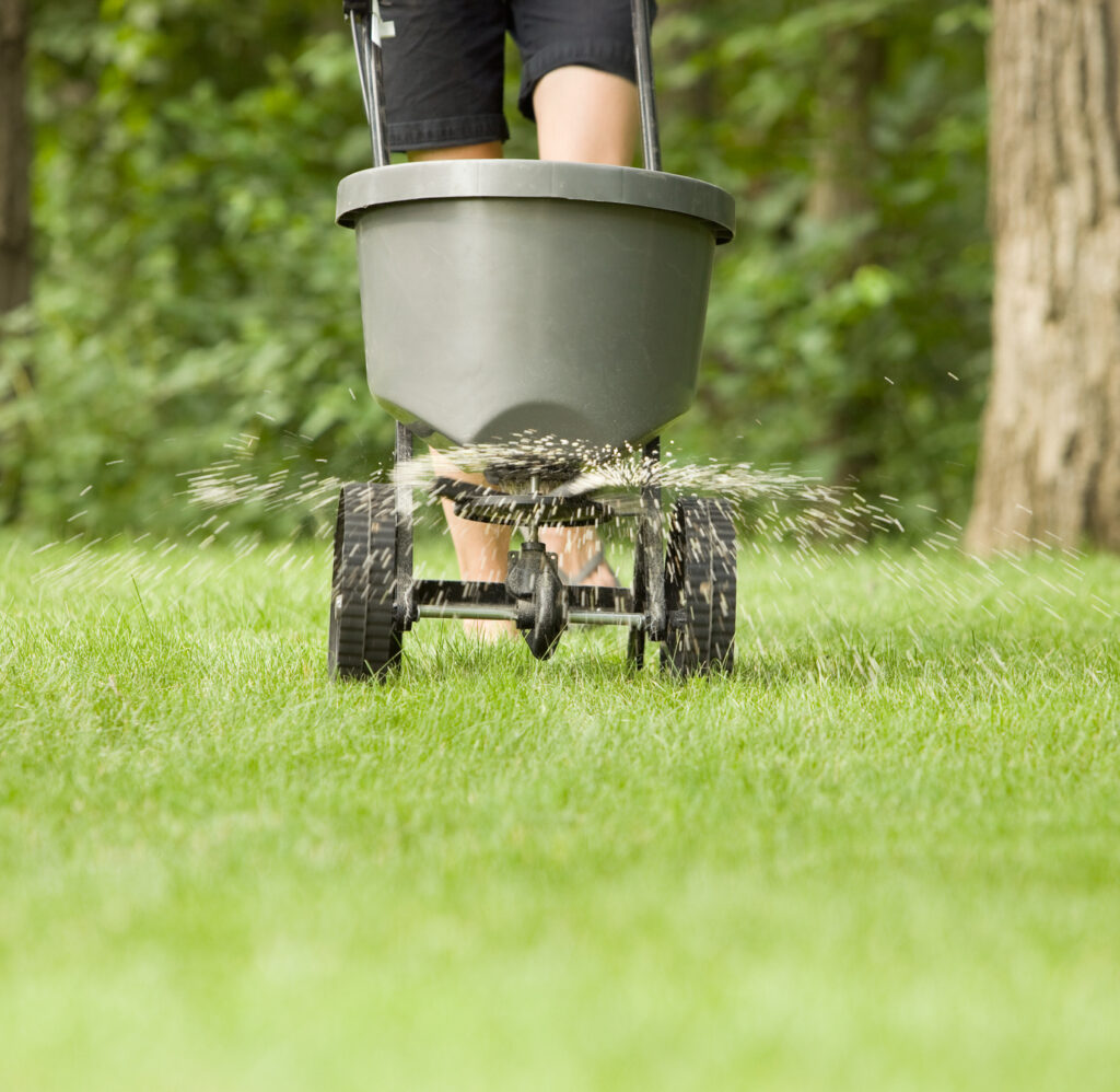 A person is walking behind a broadcast spreader, dispersing material across a lush green lawn, with trees in the background. It's likely a fertilizer application.
