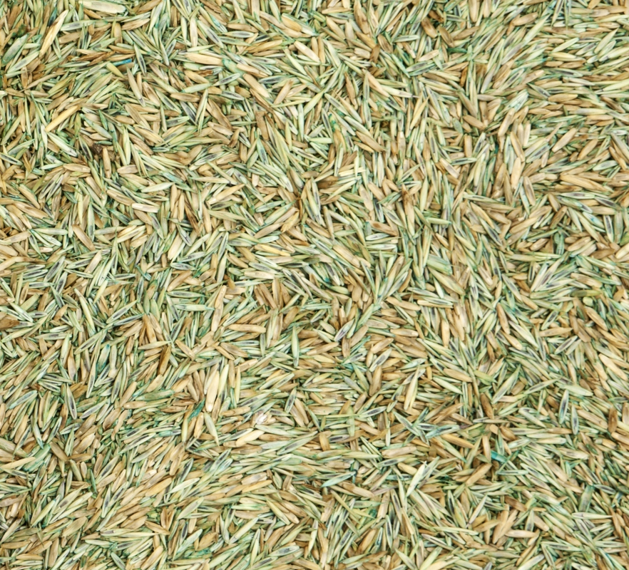 The image shows a close-up texture of many dry, golden-green grass seeds densely scattered to form a natural pattern or background.