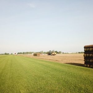 Harvesting bluegrass – July 5, 2018