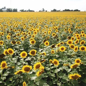 SUMMER HAPPINESS IS A FIELD OF SUNFLOWERS!