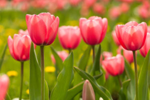 Pink Tulips in full bloom!!